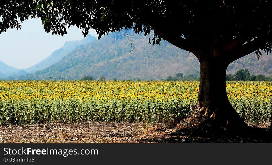 A Field Of Sunflowers