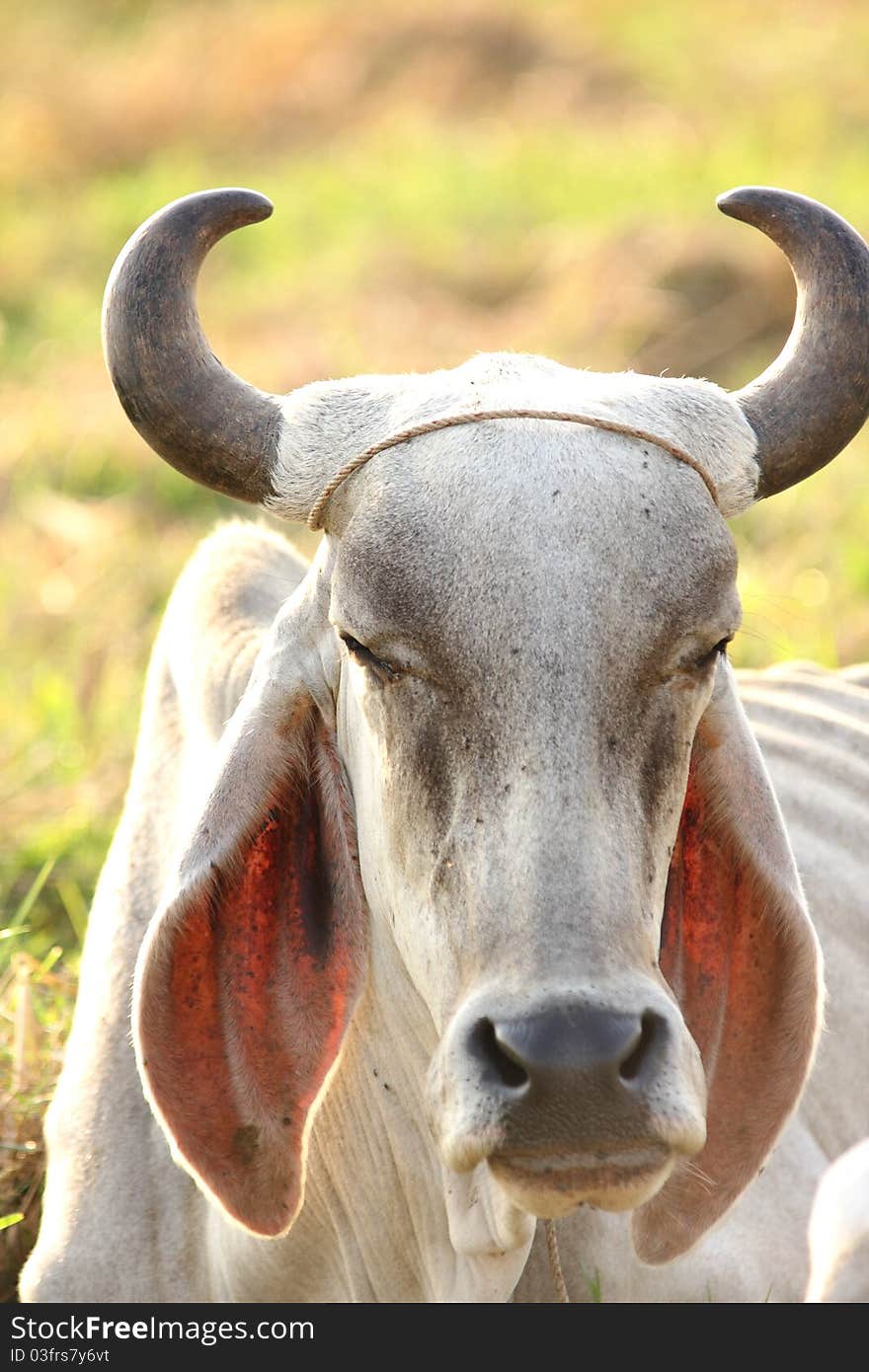 Cow Sitting On The Field, Thailand