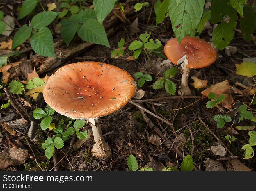 Mushrooms in green forest on autumn