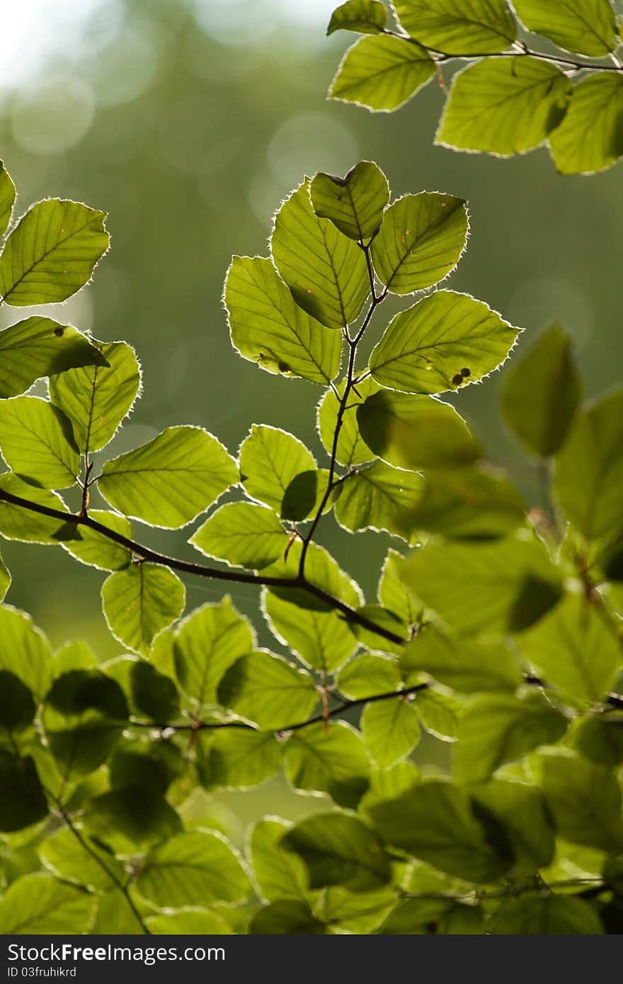 Green leaf on sunlight