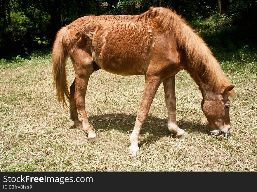 A horse grazes on grass