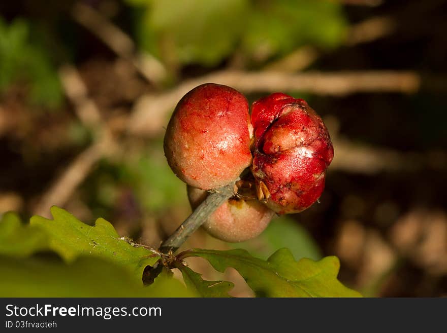 Oak apple galls, produced by the gall wasp, Biorhiza pallida, on a shoot with green leaves. Oak apple galls, produced by the gall wasp, Biorhiza pallida, on a shoot with green leaves.