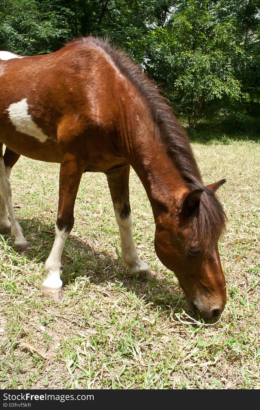 A horse grazes on grass