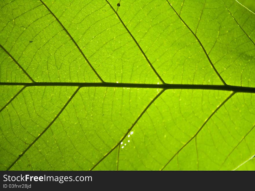 Photo of green leaf texture