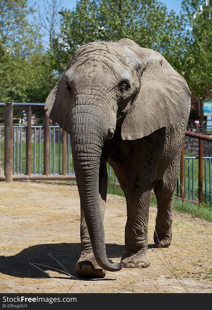 Elephants are the zoo for a walk