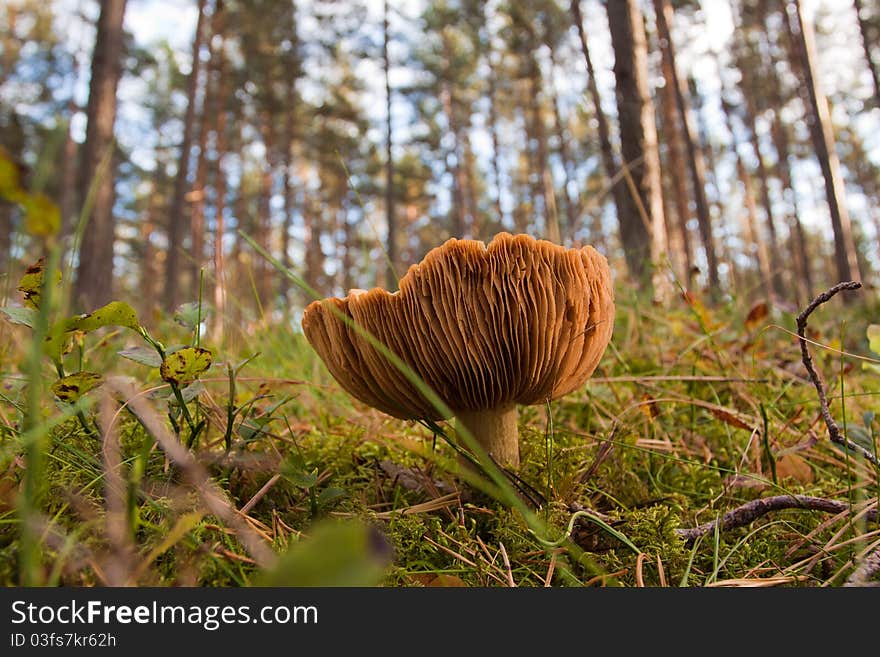 Mushrooms in green forest on autumn