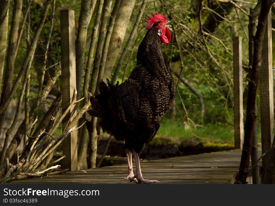 Cockerel on boardwalk.