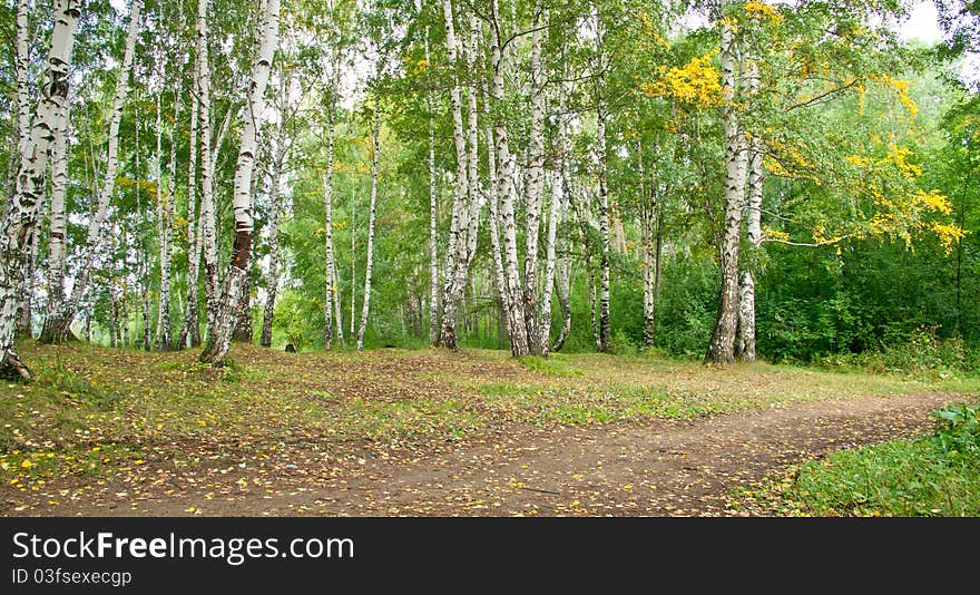 Summer forest landscape: a birch and pine trees