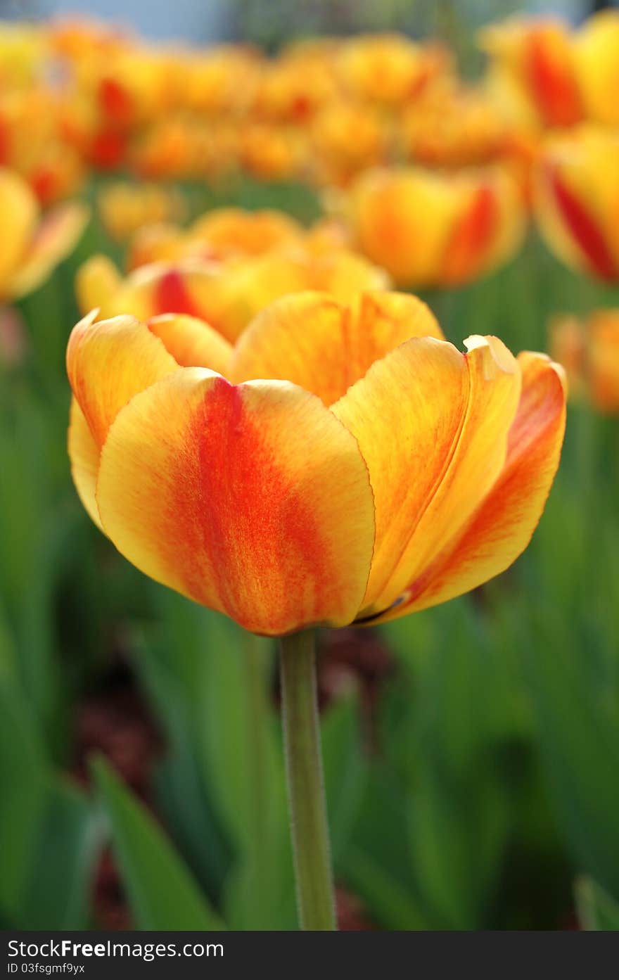 Yellow-red tulip flowers.