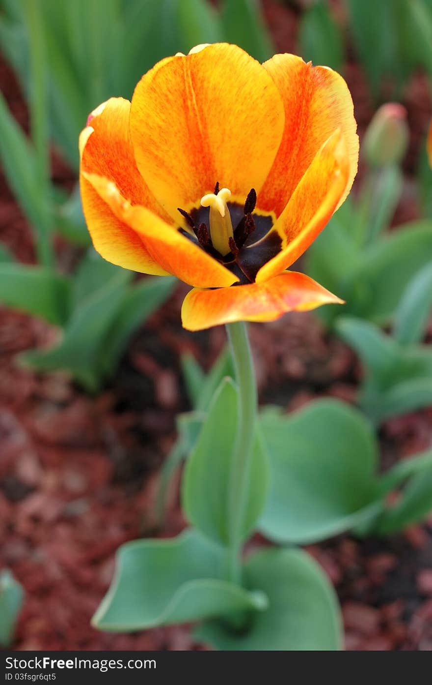 Yellow-red Tulip Flowers.