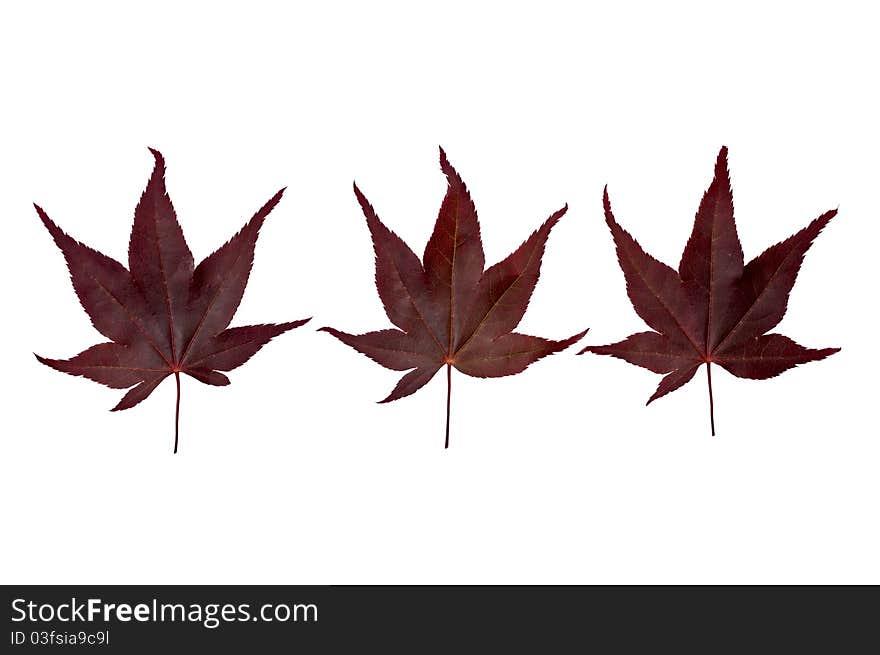 THree red Acer leaves isolated on a white background. THree red Acer leaves isolated on a white background