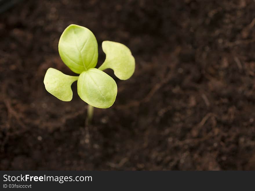 Young Basil seedling in compost