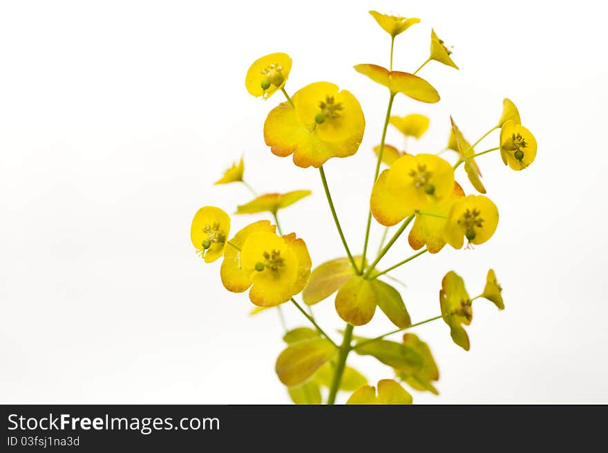 Euphorbia Flowers