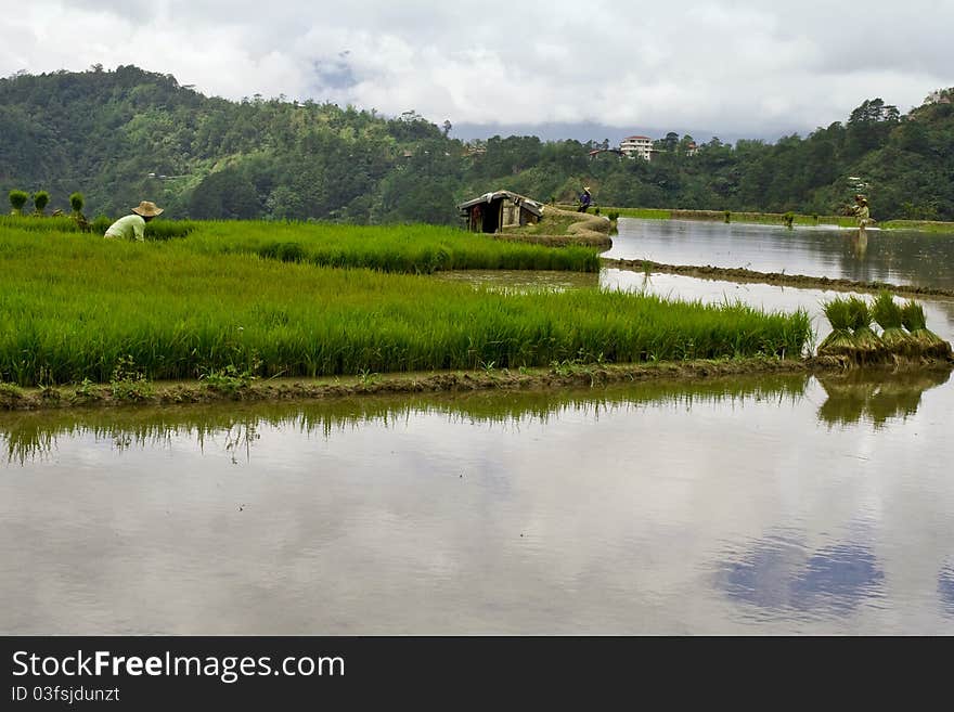 Farmer In A Rice Field