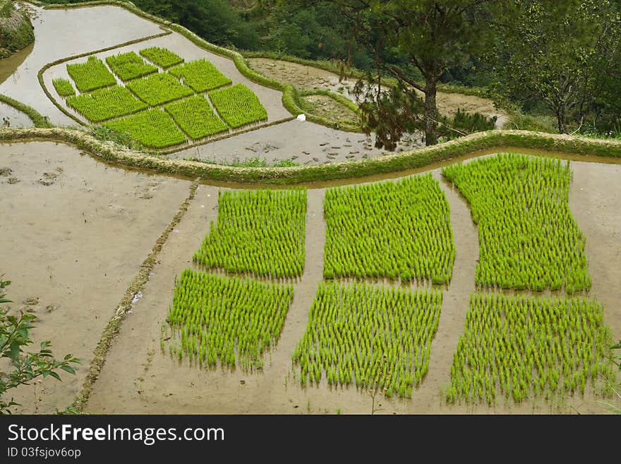 Rice fields registered at the Unesco world heritage, in Luzon Island, Philippines. Rice fields registered at the Unesco world heritage, in Luzon Island, Philippines