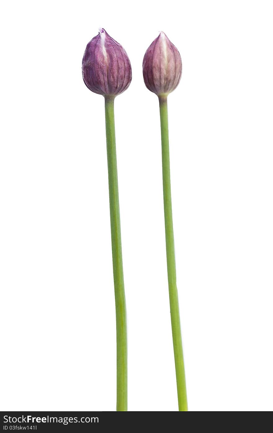 Two chive stems isolated against a white background. Two chive stems isolated against a white background