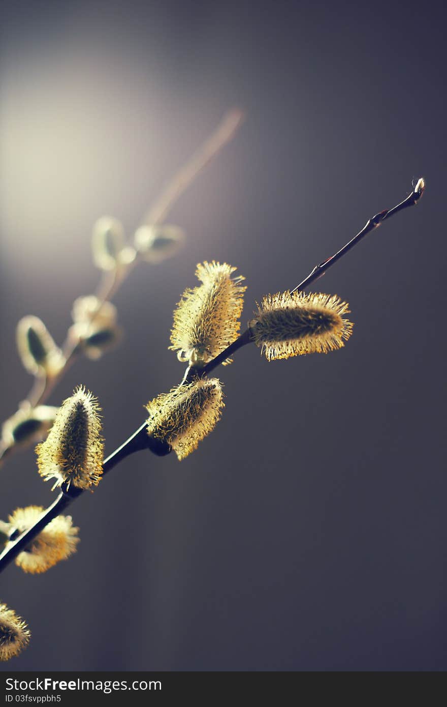 Willow branches with buds. Spring