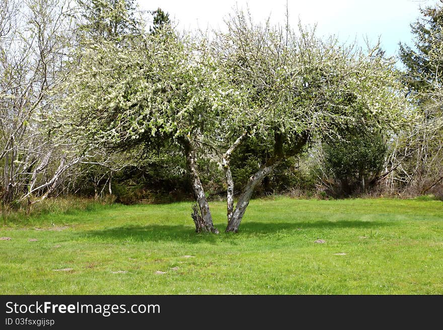 Mossy Tree In A Park, Fort Lewis Astoria OR.