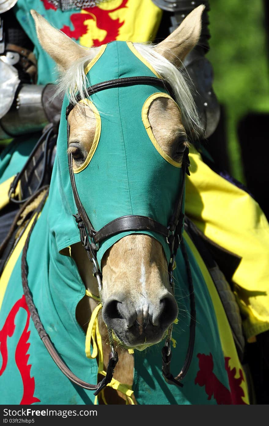 Portrait of a horse in the tournament suit