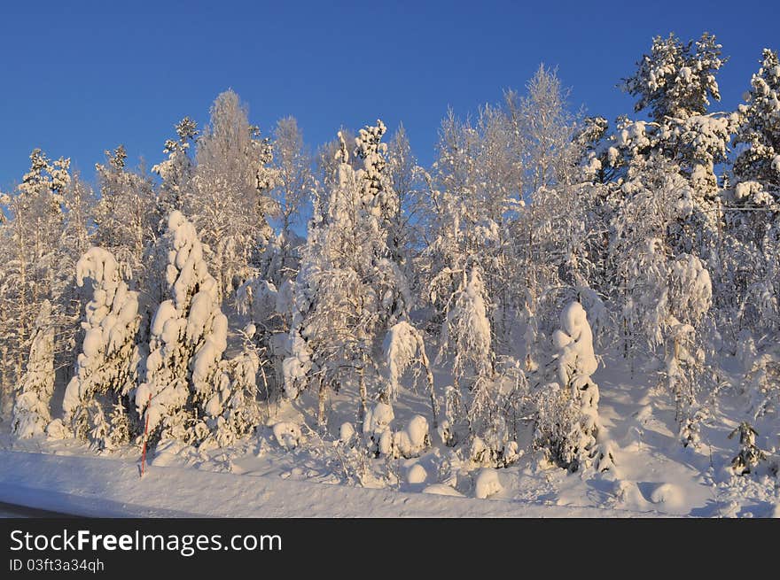 Frozen forest