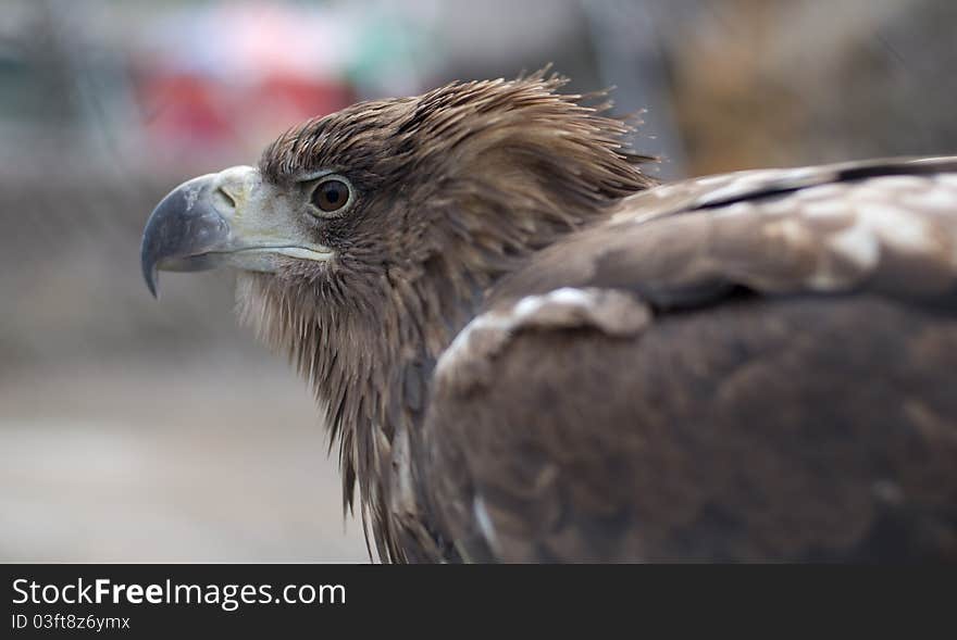 The big golden eagle portrait