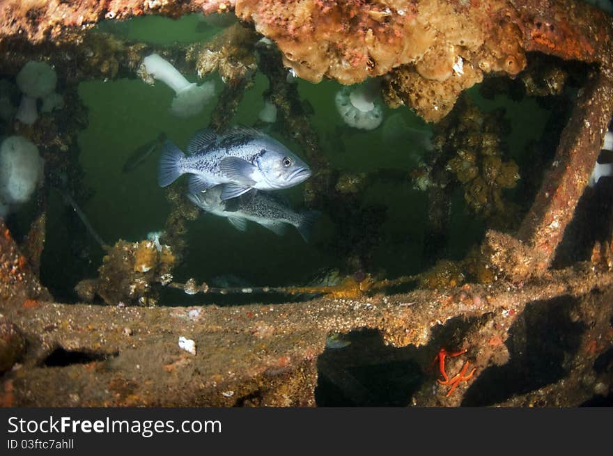 Reef Life in the wreckage of a construction crane. Reef Life in the wreckage of a construction crane