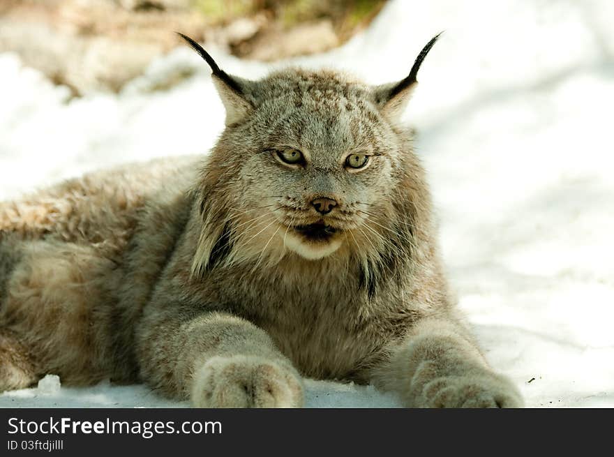 Lynx in winter