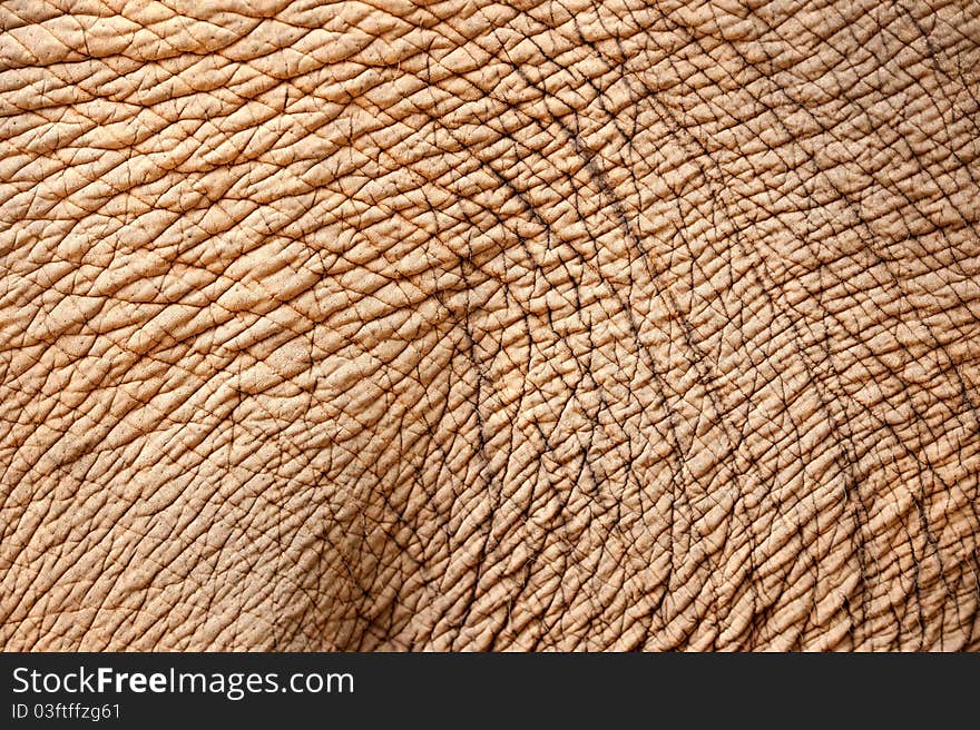 Close up of elephant skin