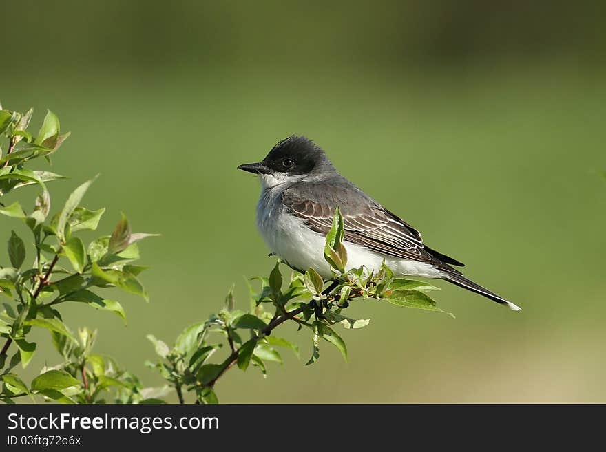 Eastern King Bird