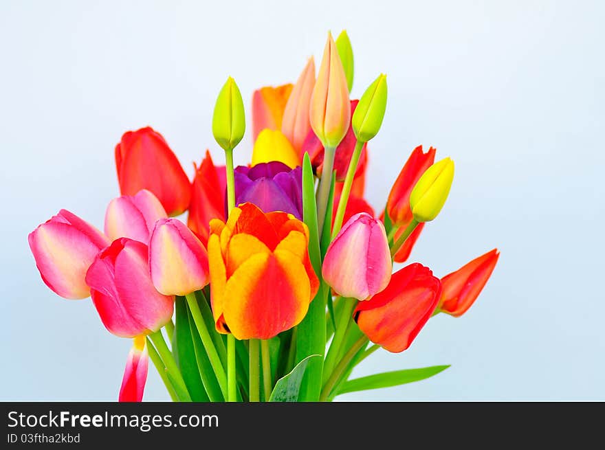 Bunch of tulips on a white background