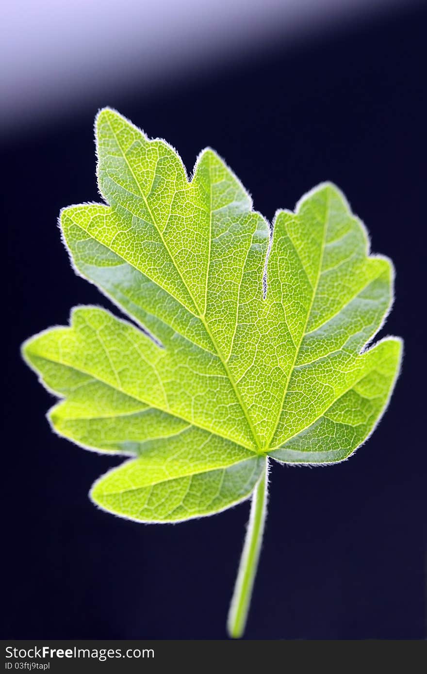 Green leaf on dark bachground