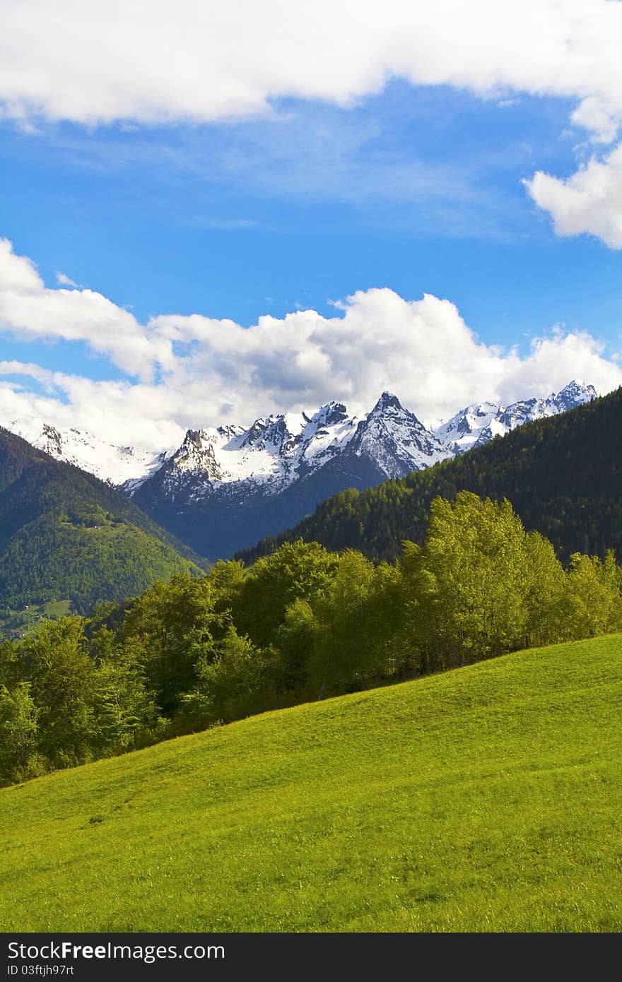 Trees in the mountains