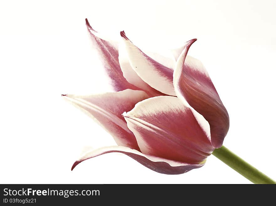 Bicolor tulips on a white background