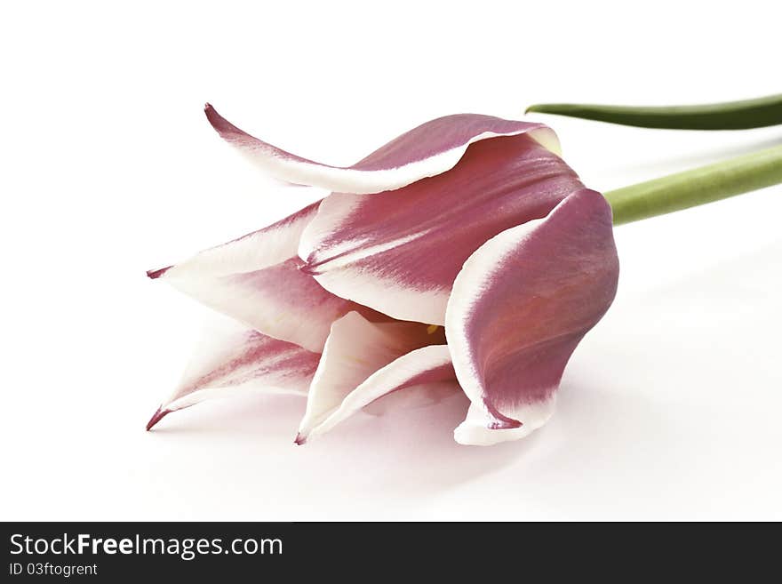 Bicolor tulips on a white background