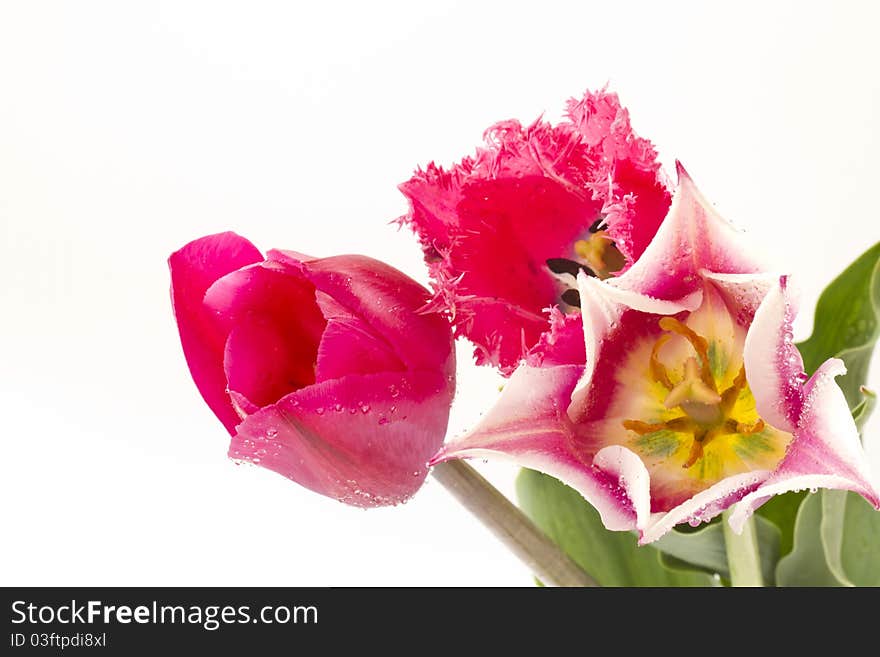 Different tulips on a white background