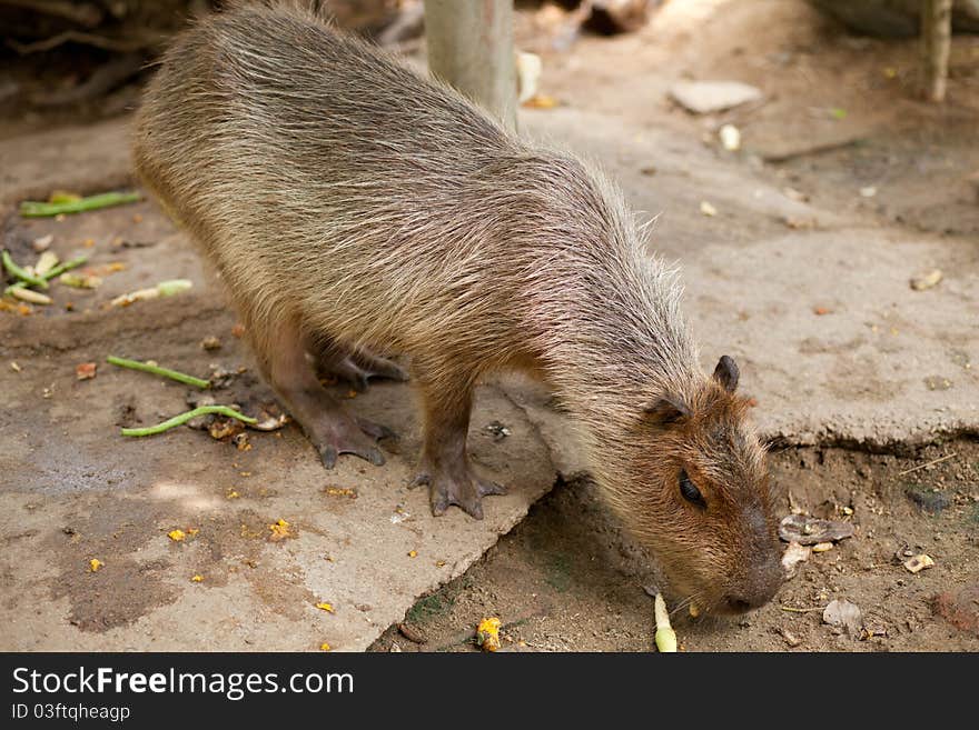 Animals at the zoo. Color animal tears. Eating food