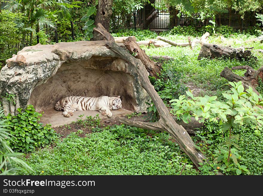 Tiger sleeping in the farm zoo.zoo in thailand. Tiger sleeping in the farm zoo.zoo in thailand