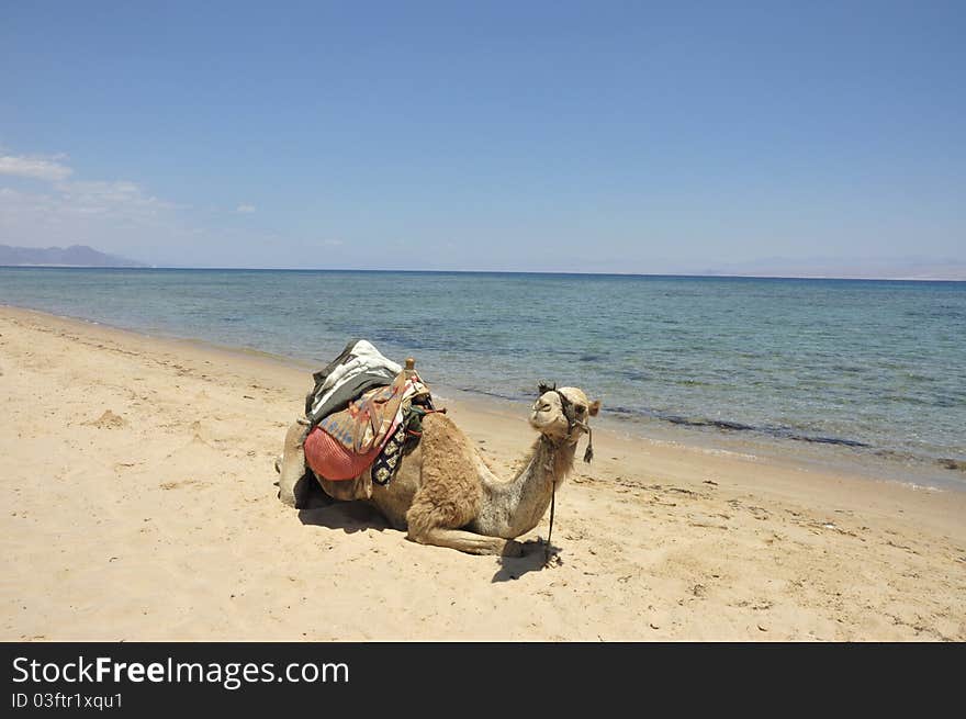 Camel on Sinai beach, Egypt.