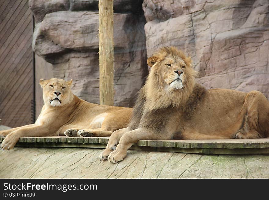 Relaxed lions are sitting on ground. Relaxed lions are sitting on ground