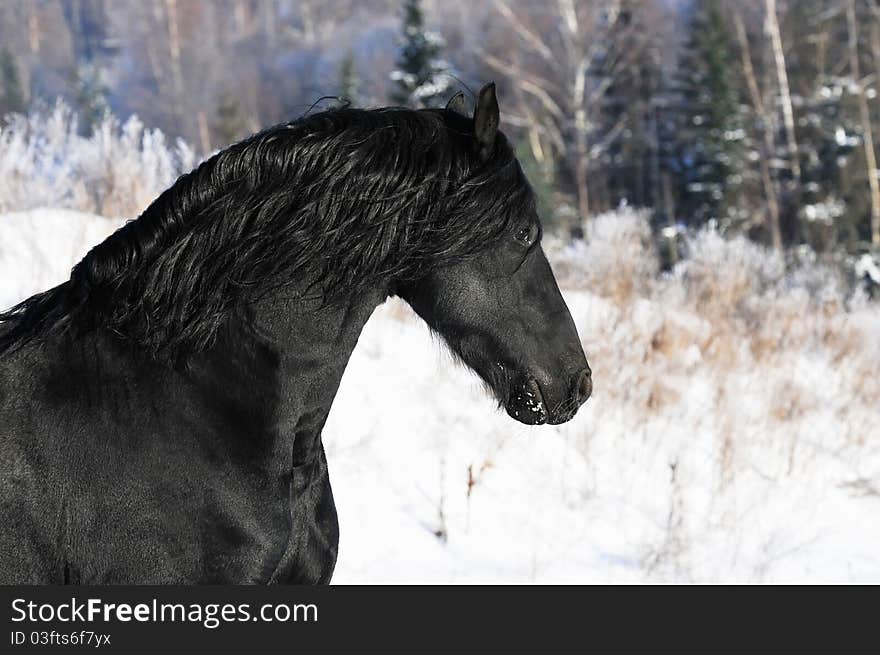 Black Horse Runs Gallop In Winter