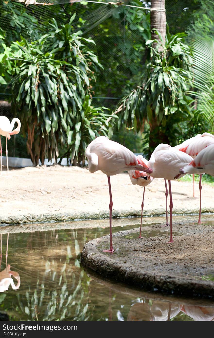 Animals in the zoo birds standing in the garden Along the pond. Animals in the zoo birds standing in the garden Along the pond.