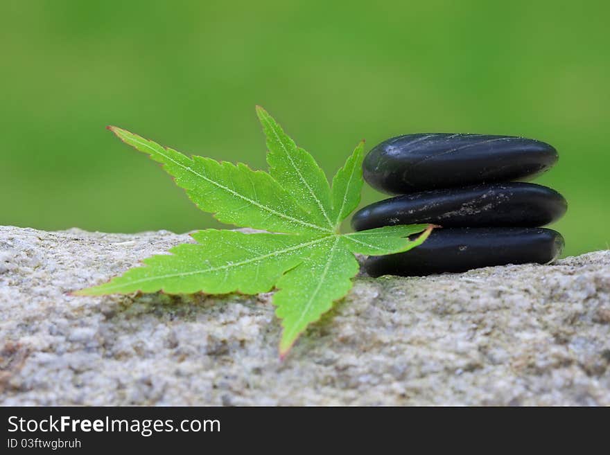 Green tree leaf fall, nature, concept