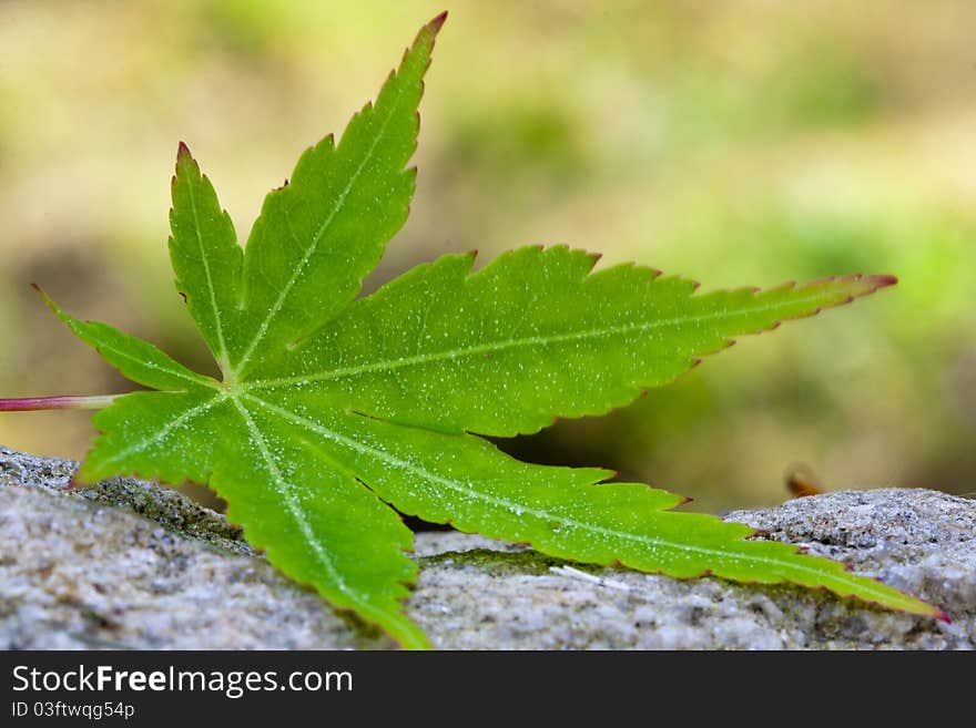 Green tree leaf fall, nature, concept