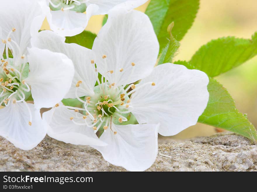 Flowers close up photograph