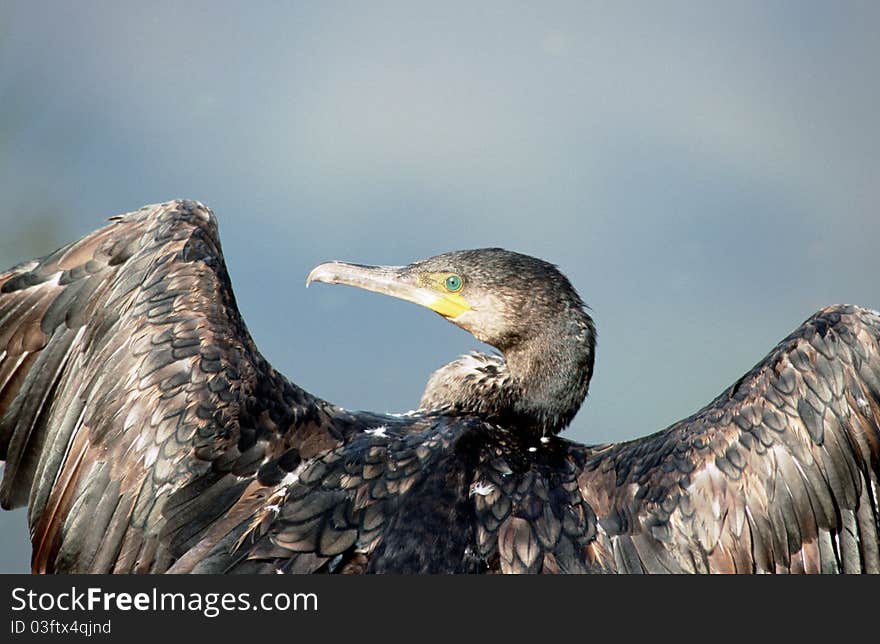 Close view of a cormorant drying wings