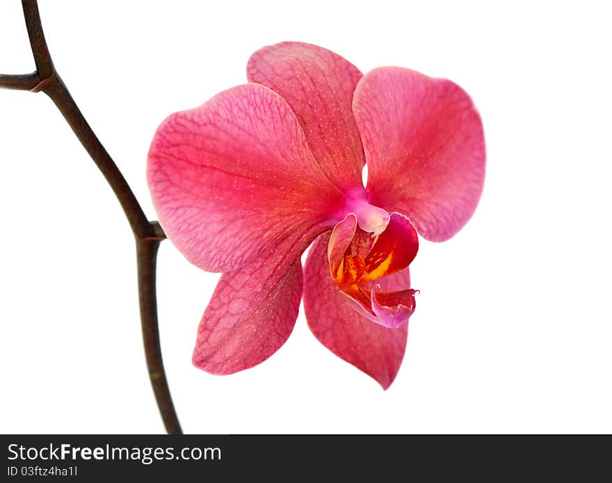 Pink Orchid