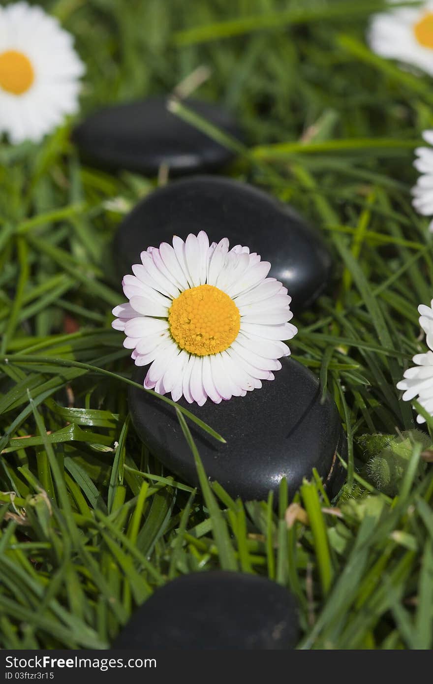 Flower petal with water drops on stone, sleep and health concept. Flower petal with water drops on stone, sleep and health concept