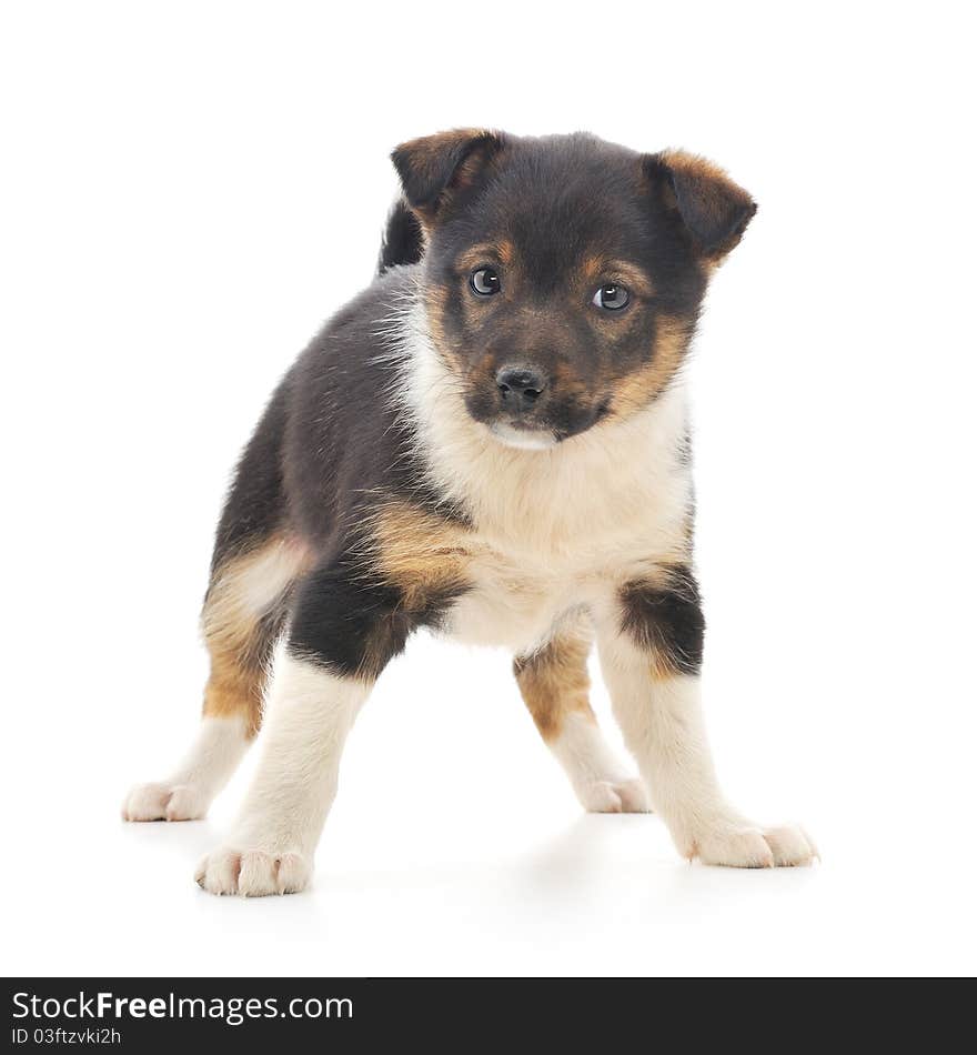 A little pup isolated on a white background. A little pup isolated on a white background.