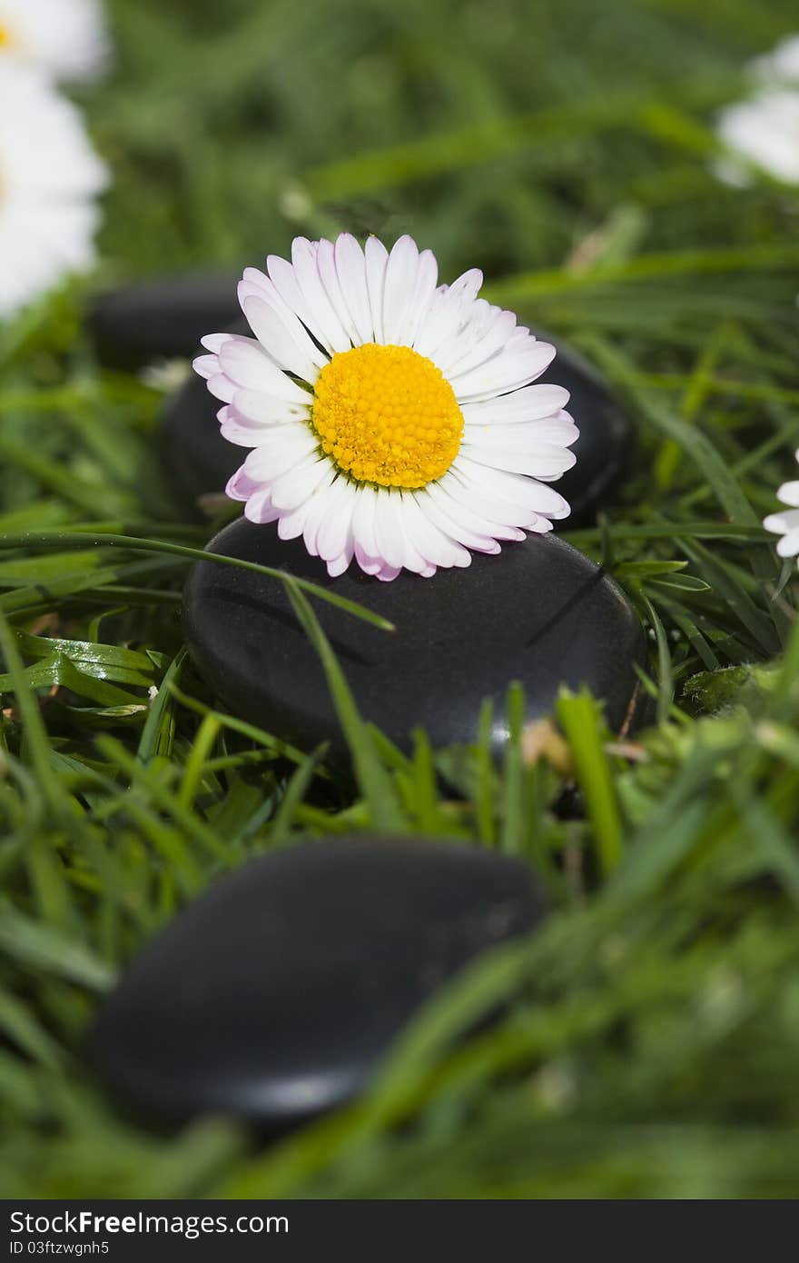 Flower and stones natural lifestyle, massage and relaxation concept. Flower and stones natural lifestyle, massage and relaxation concept