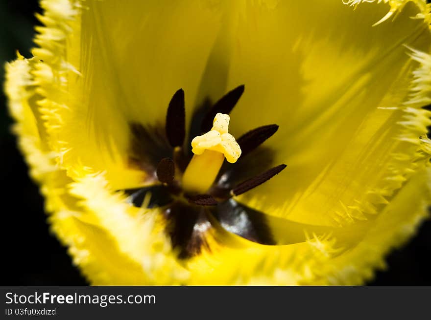 Closeup Tulip